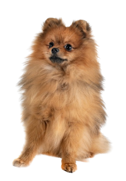 Pomerania Quito